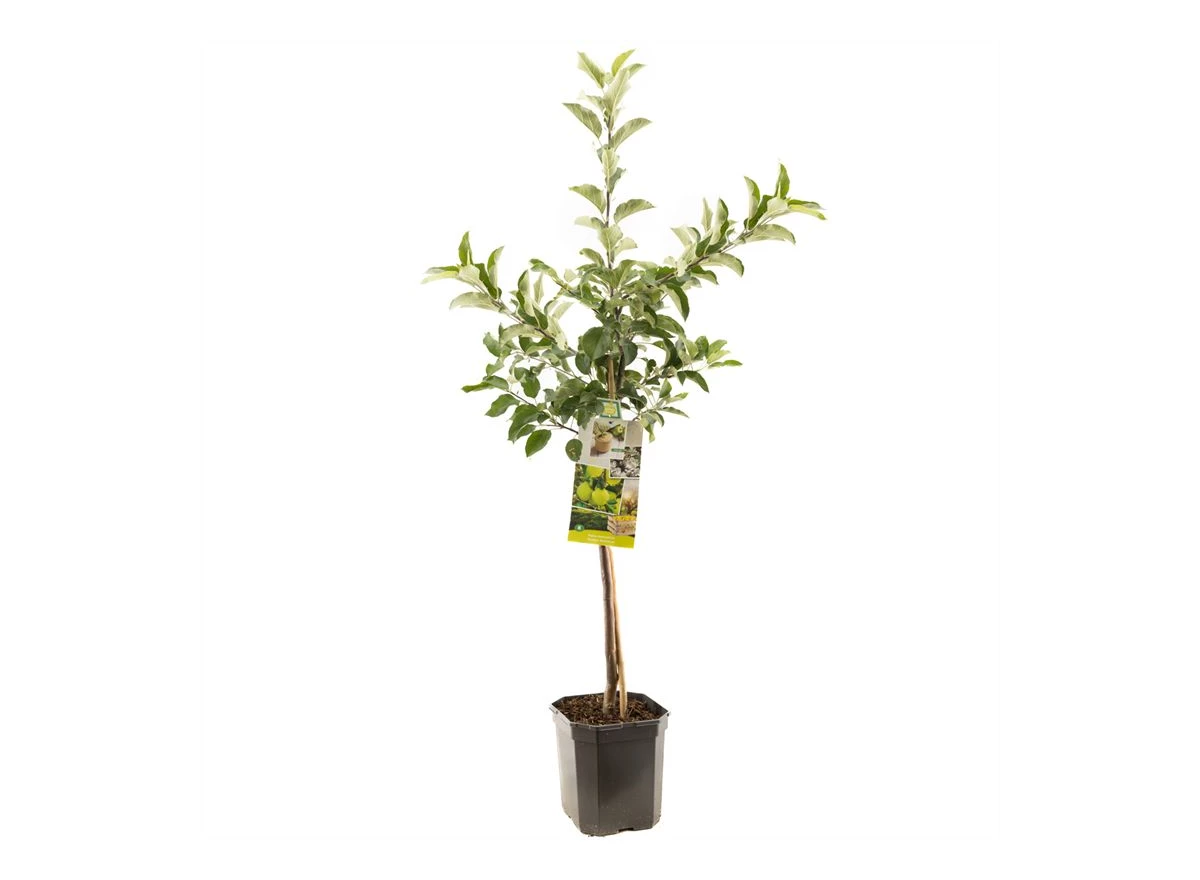 Malus dom. Golden Delicious laagst.jpg
