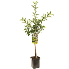 Malus dom. Golden Delicious laagst.jpg