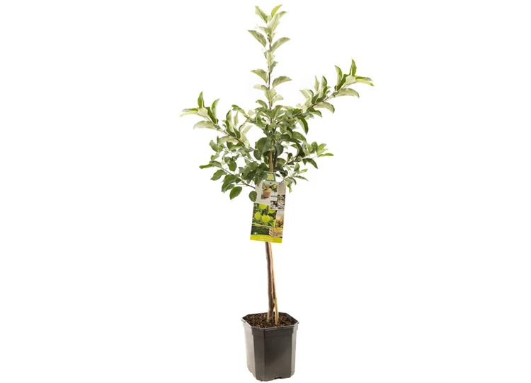 Malus dom. Golden Delicious laagst.jpg