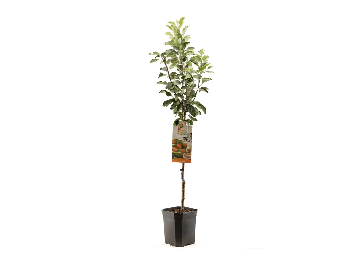 Malus dom. James Grieve laagstam.jpg