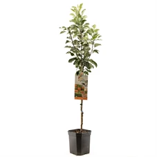 Malus dom. James Grieve laagstam.jpg