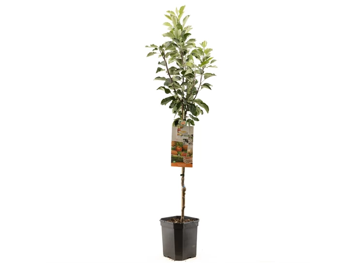 Malus dom. James Grieve laagstam.jpg