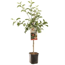 Malus dom. Jonagold laagstam.jpg