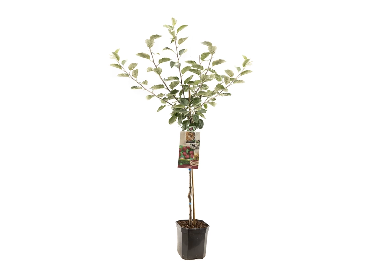 Malus dom. Rode Boskoop laagstam.jpg