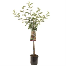 Malus dom. Rode Boskoop laagstam.jpg