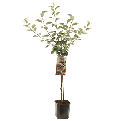 Malus dom. Rode Boskoop laagstam.jpg