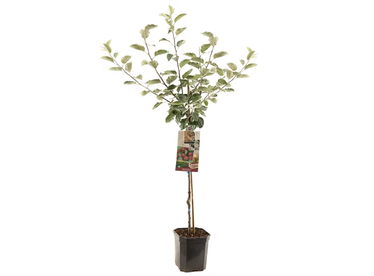 Malus dom. Rode Boskoop laagstam.jpg