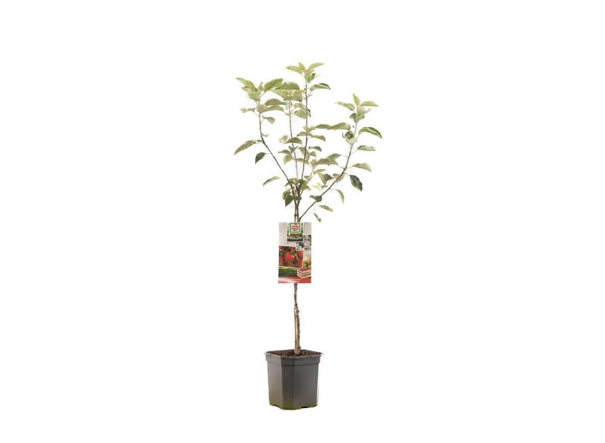Malus dom. Summerred laagstam.jpg
