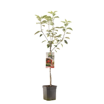 Malus dom. Summerred laagstam.jpg