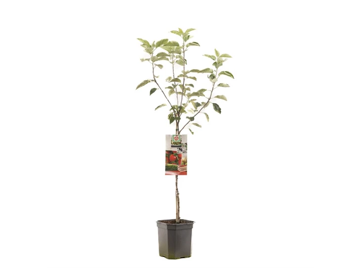 Malus dom. Summerred laagstam.jpg