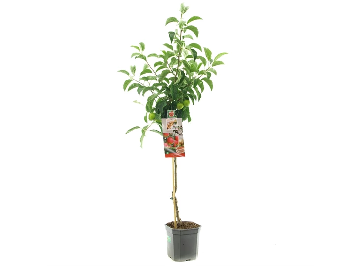 Malus dom. Pinova laagstam.jpg