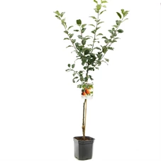 Malus dom. Santana laagstam.jpg