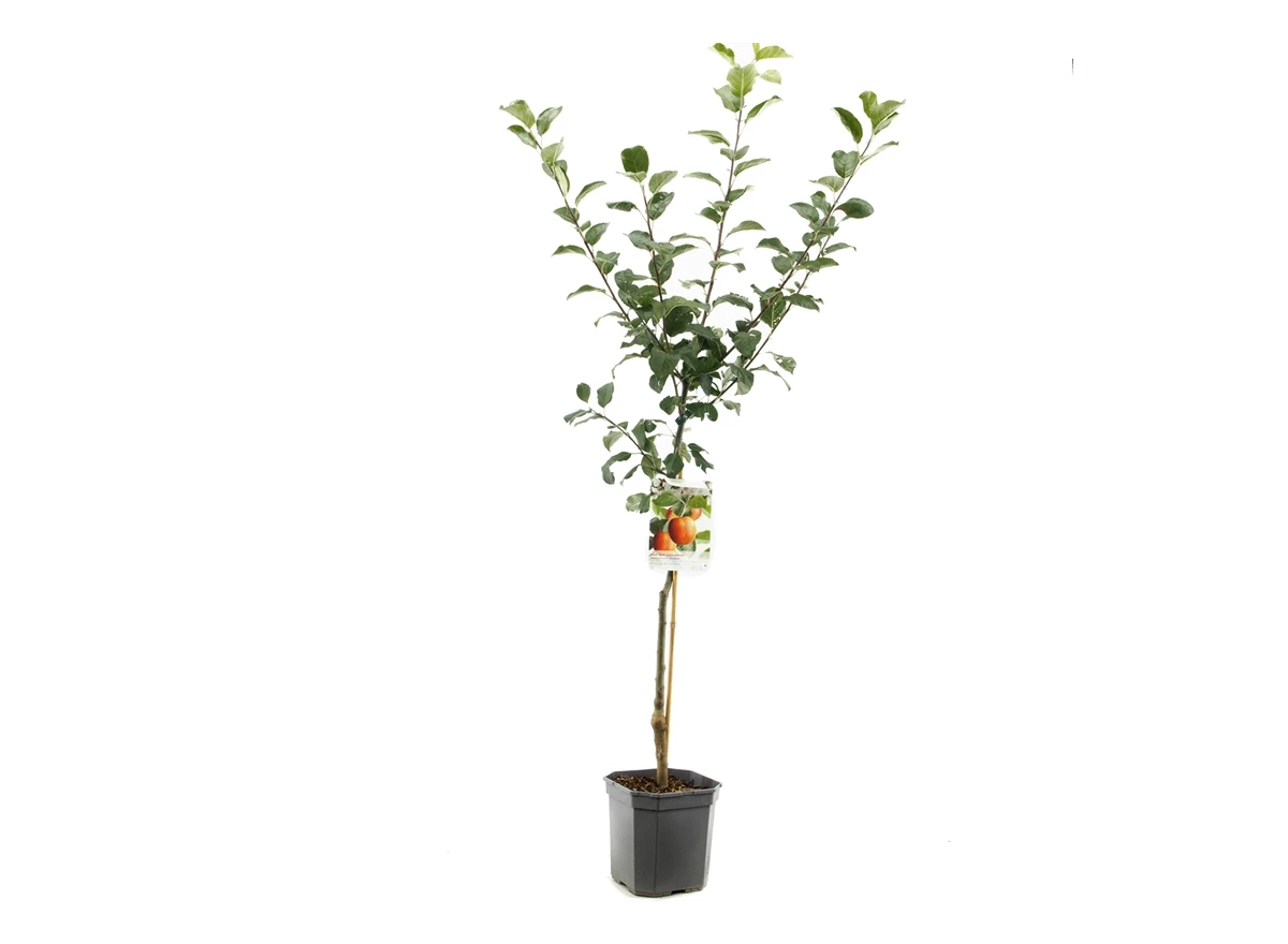 Malus dom. Santana laagstam.jpg