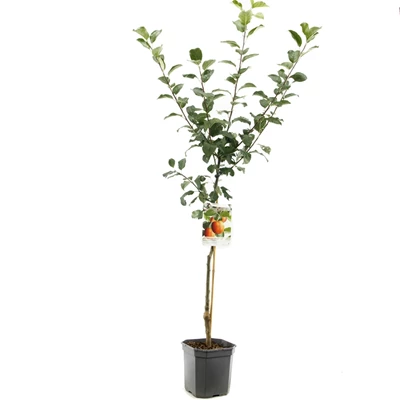 Malus dom. Santana laagstam.jpg