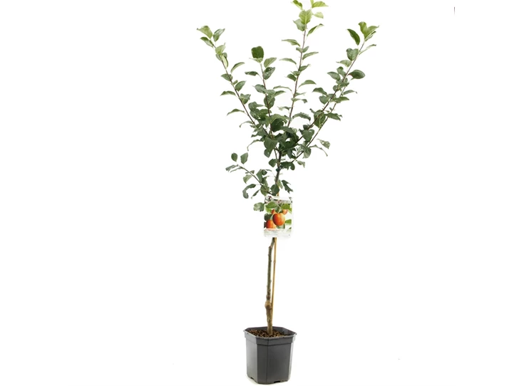 Malus dom. Santana laagstam.jpg