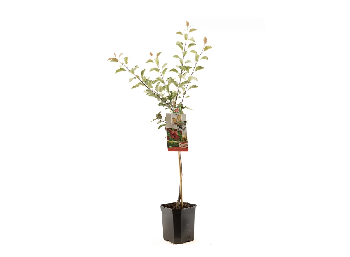 Malus dom. Sweet Love laagstam.jpg