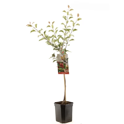 Malus dom. Sweet Love laagstam.jpg
