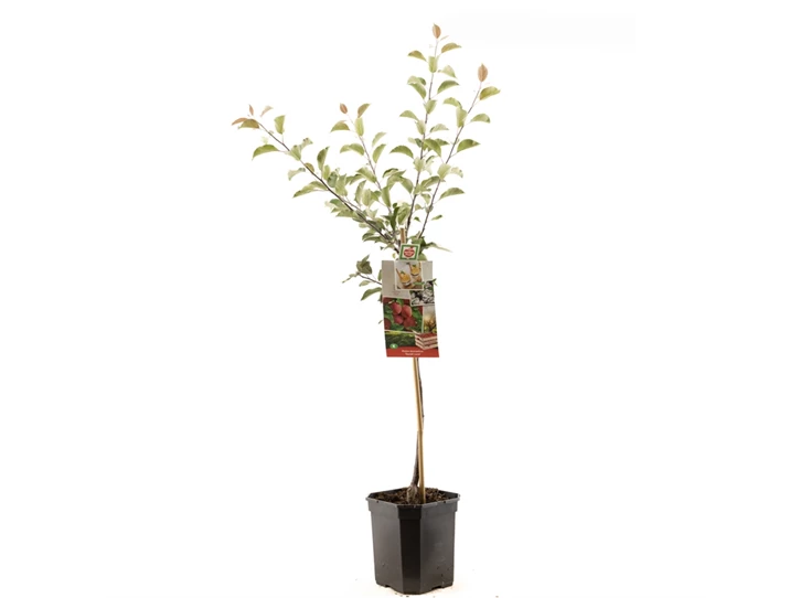 Malus dom. Sweet Love laagstam.jpg