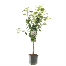 Malus dom. Granny Smith laagstam.jpg