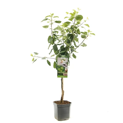 Malus dom. Granny Smith laagstam.jpg