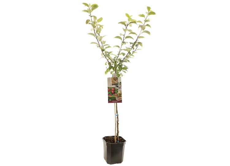 Malus dom. Sterappel laagstam.jpg