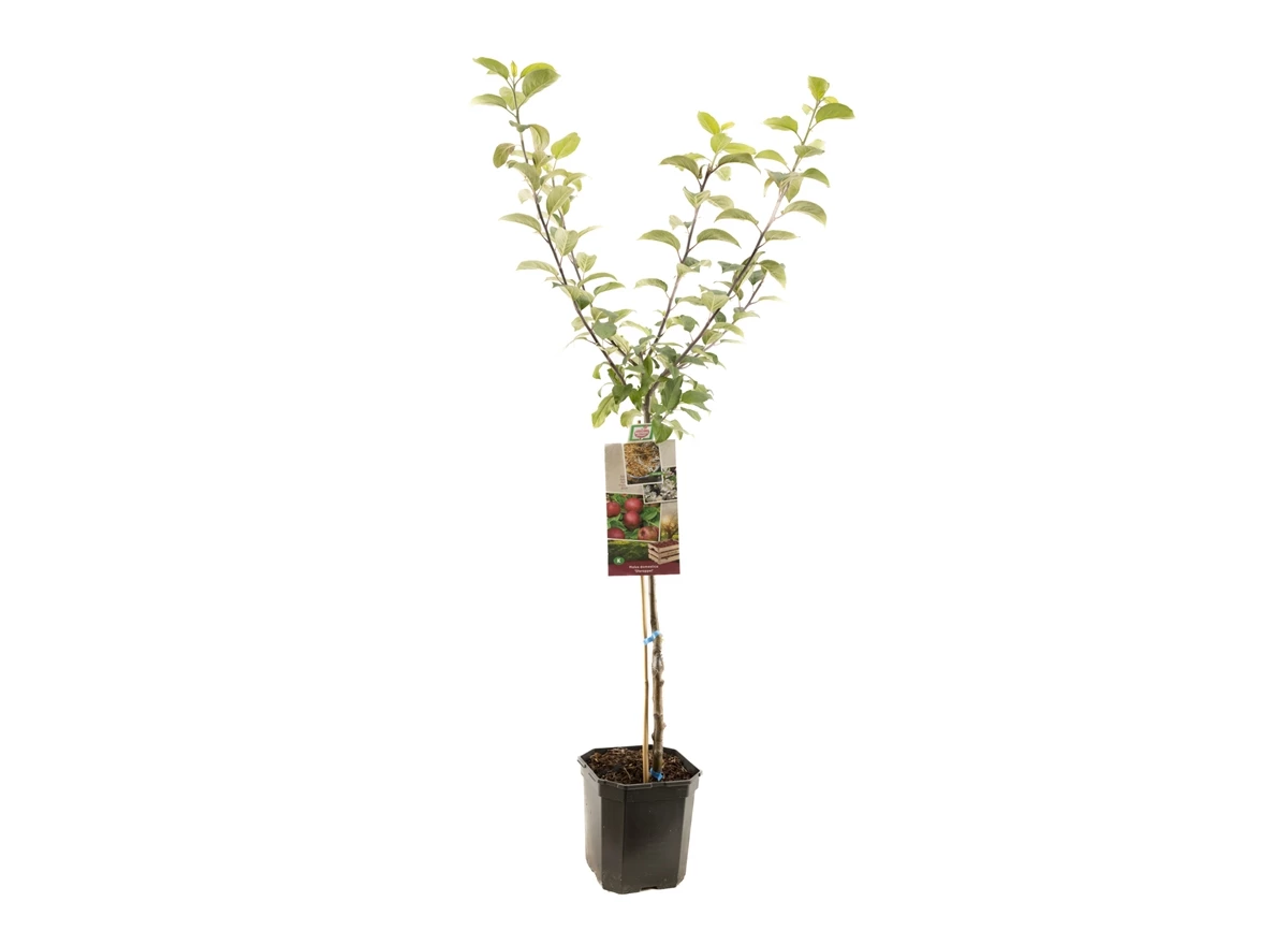 Malus dom. Sterappel laagstam.jpg