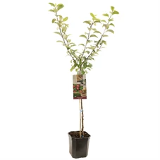 Malus dom. Sterappel laagstam.jpg