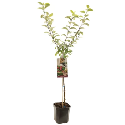 Malus dom. Sterappel laagstam.jpg