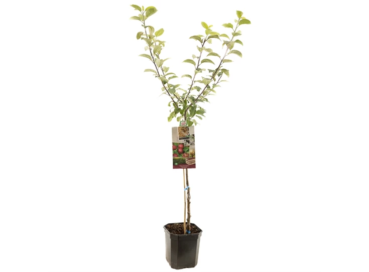 Malus dom. Sterappel laagstam.jpg