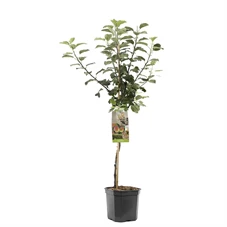 Malus dom. Zoete Ermgaard laagstam.jpg