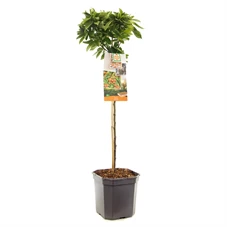 Malus Pomzai stam 60.jpg