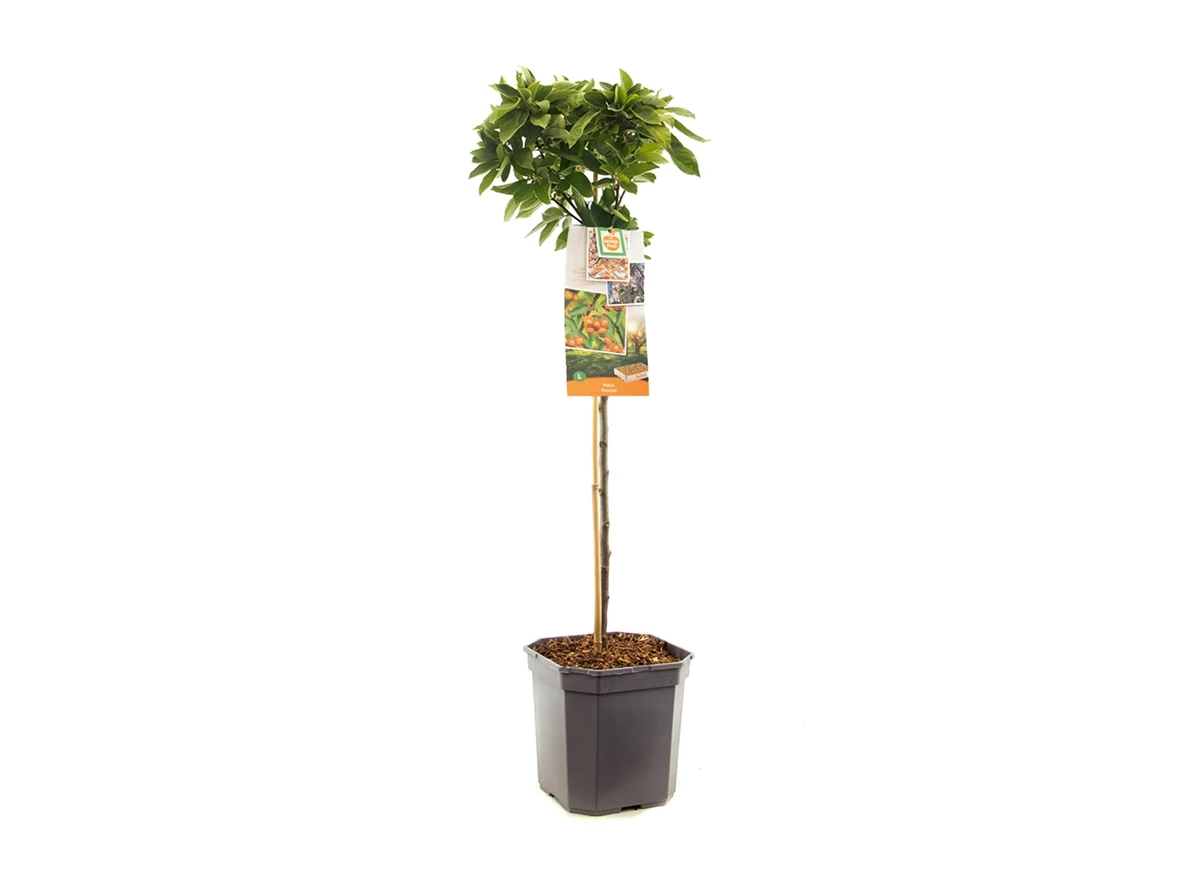 Malus Pomzai stam 60.jpg