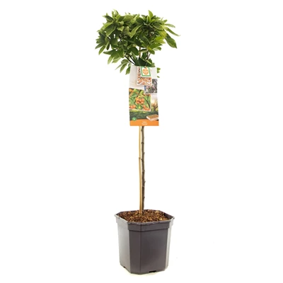 Malus Pomzai stam 60.jpg