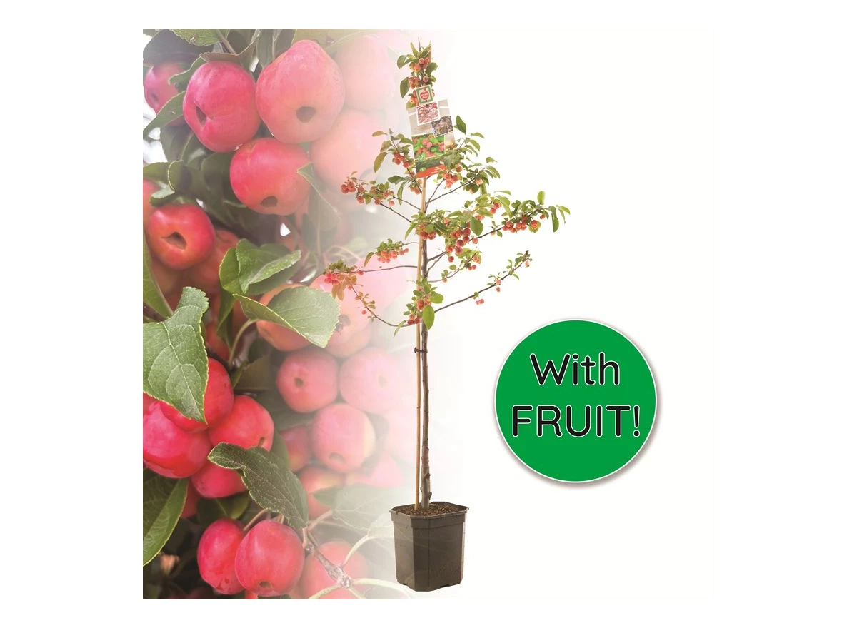 Malus Red Sentinel laagstam.jpg