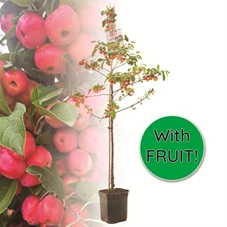Malus Red Sentinel laagstam.jpg