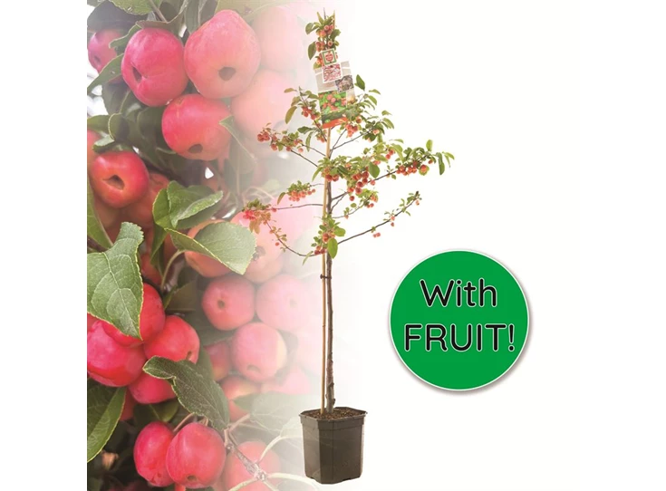 Malus Red Sentinel laagstam.jpg