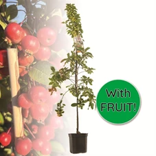 Malus Evereste laagstam.jpg