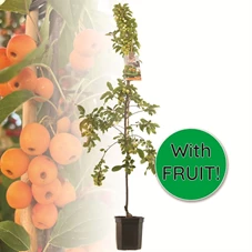 Malus Prof. Sprenger laagstam.jpg