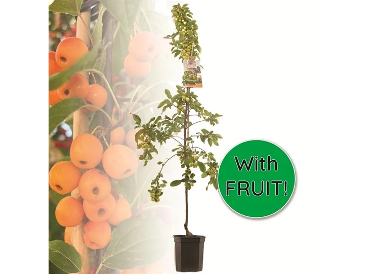 Malus Prof. Sprenger laagstam.jpg