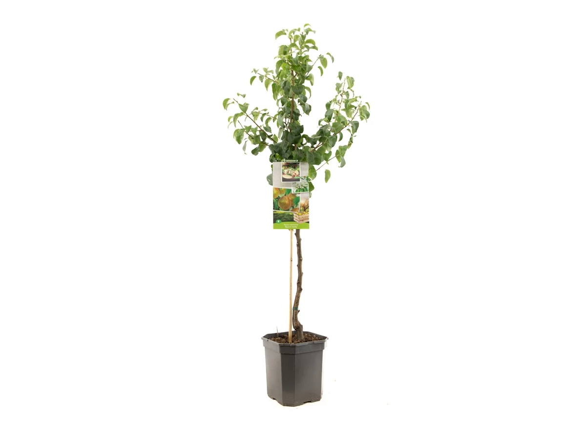Pyrus comm. Beurré Hardy laagstam.jpg