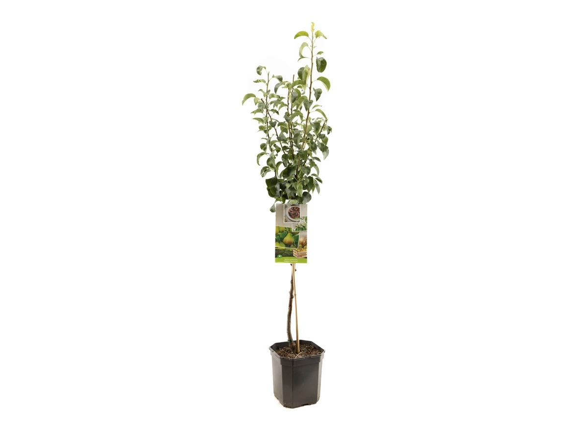 Pyrus comm. Clapp's Favourite laag.jpg