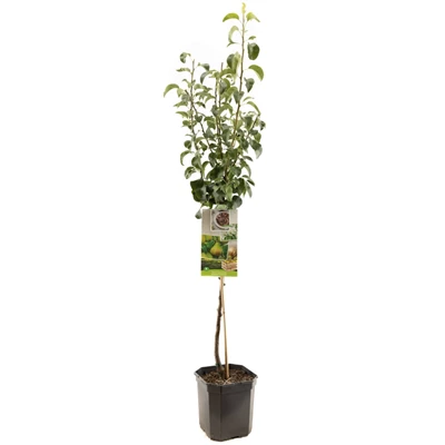 Pyrus comm. Clapp's Favourite laag.jpg