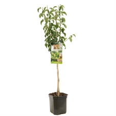 Pyrus comm. Conference laagstam.jpg