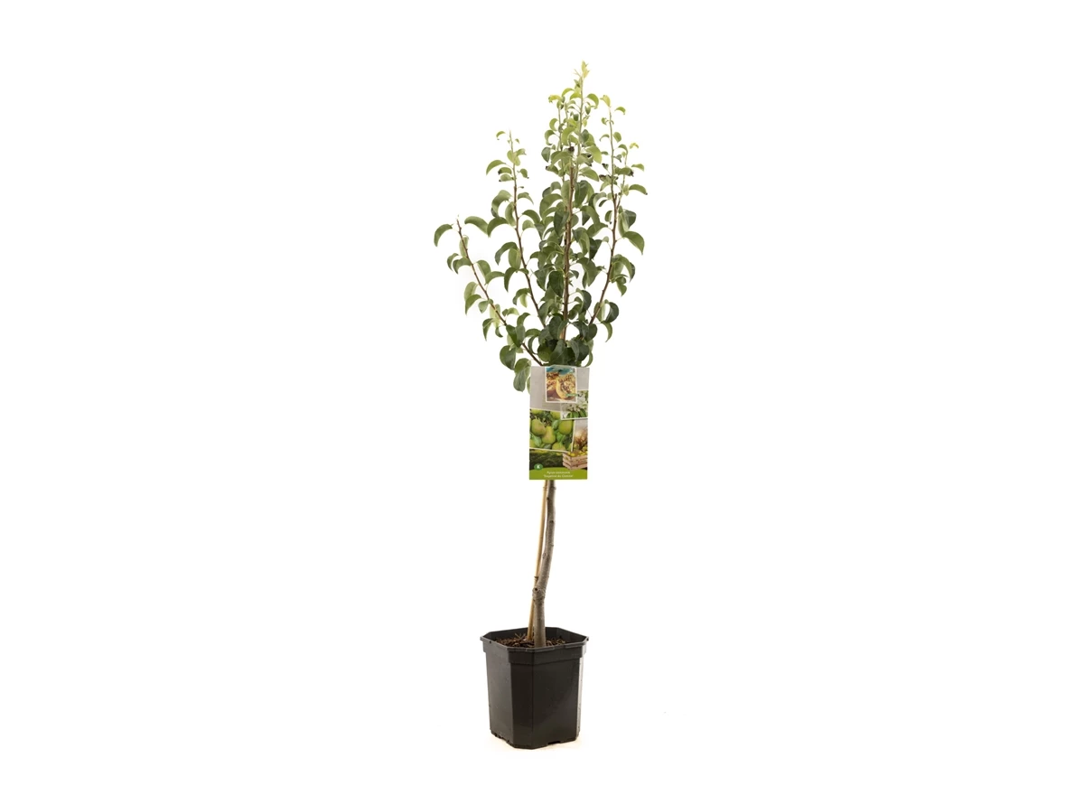Pyrus comm. Doyenné du Comice laag.jpg