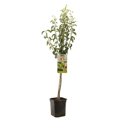 Pyrus comm. Doyenné du Comice laag.jpg