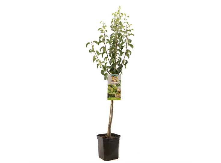 Pyrus comm. Doyenné du Comice laag.jpg