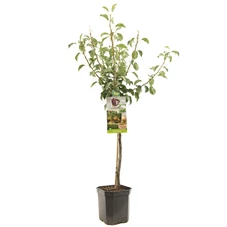 Pyrus comm. Gieser Wildeman laagst.jpg