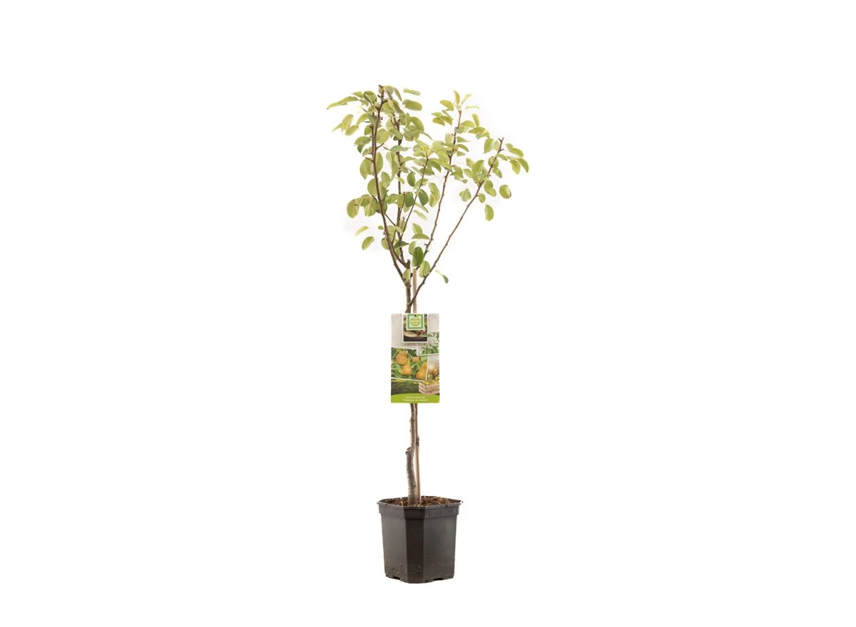 Pyrus comm. Triomphe de Vienne laag.jpg