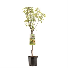 Pyrus comm. Triomphe de Vienne laag.jpg