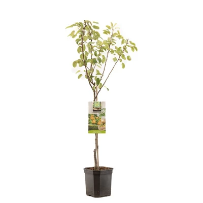 Pyrus comm. Triomphe de Vienne laag.jpg